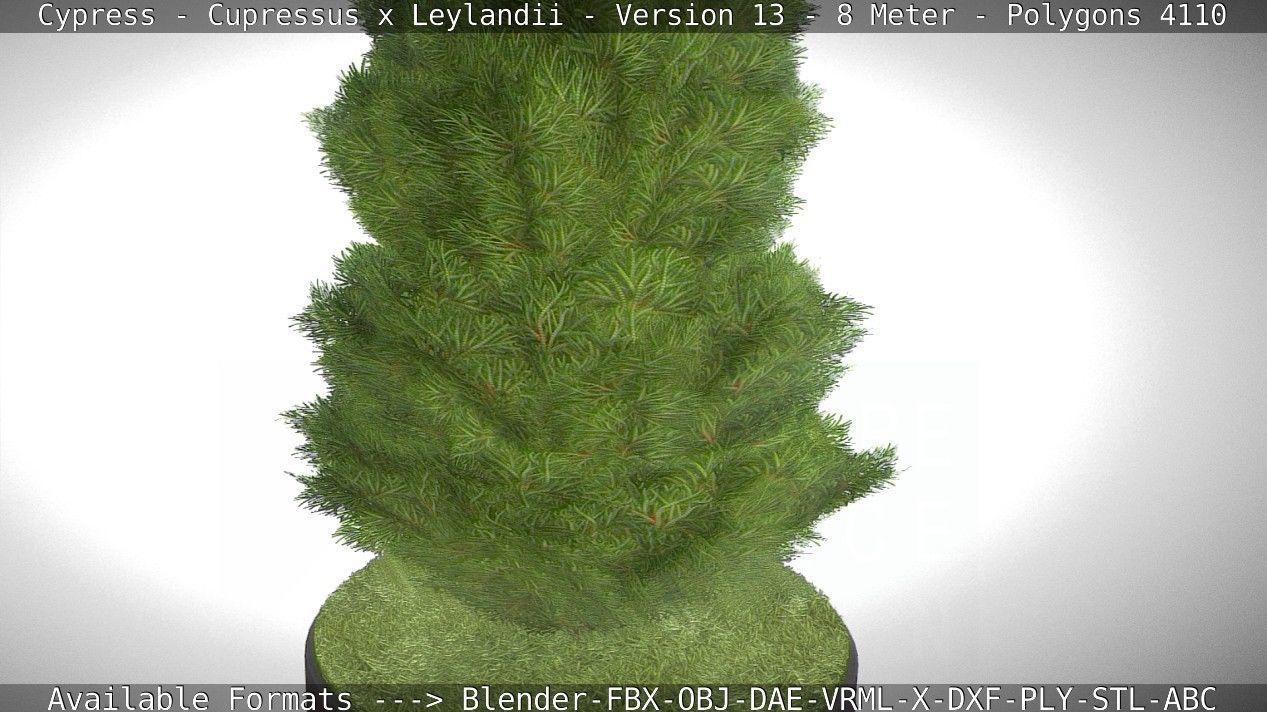 Cypress - Cupressus x Leylandii - Version 13 - 8 Meter Low-poly 3D model_29
