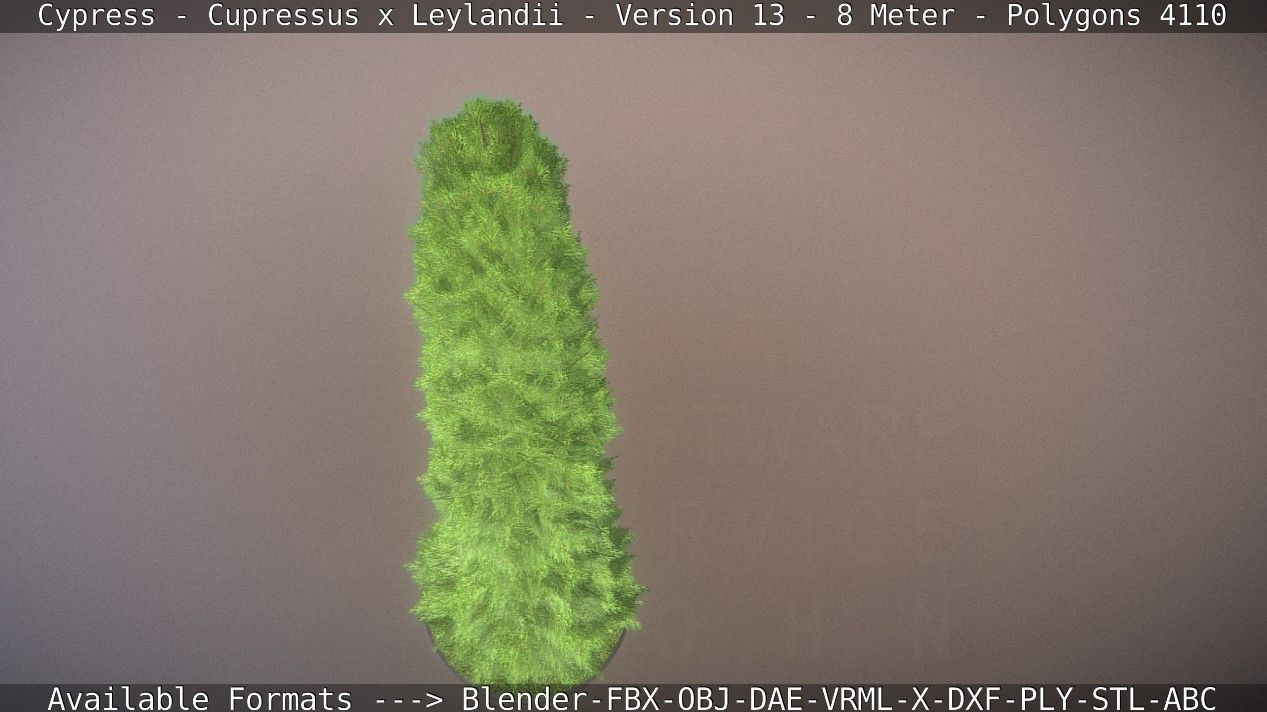 Cypress - Cupressus x Leylandii - Version 13 - 8 Meter Low-poly 3D model_46