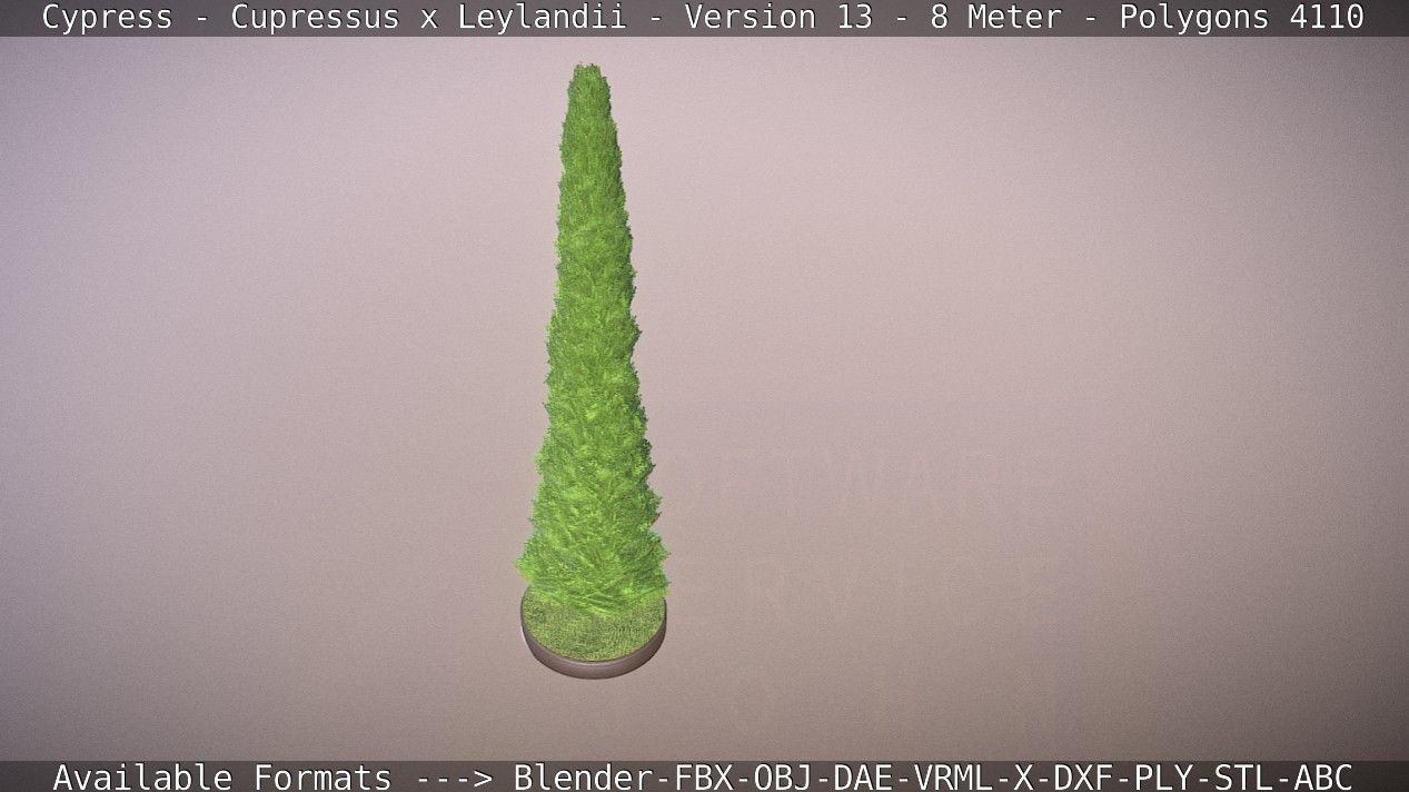 Cypress - Cupressus x Leylandii - Version 13 - 8 Meter Low-poly 3D model_34