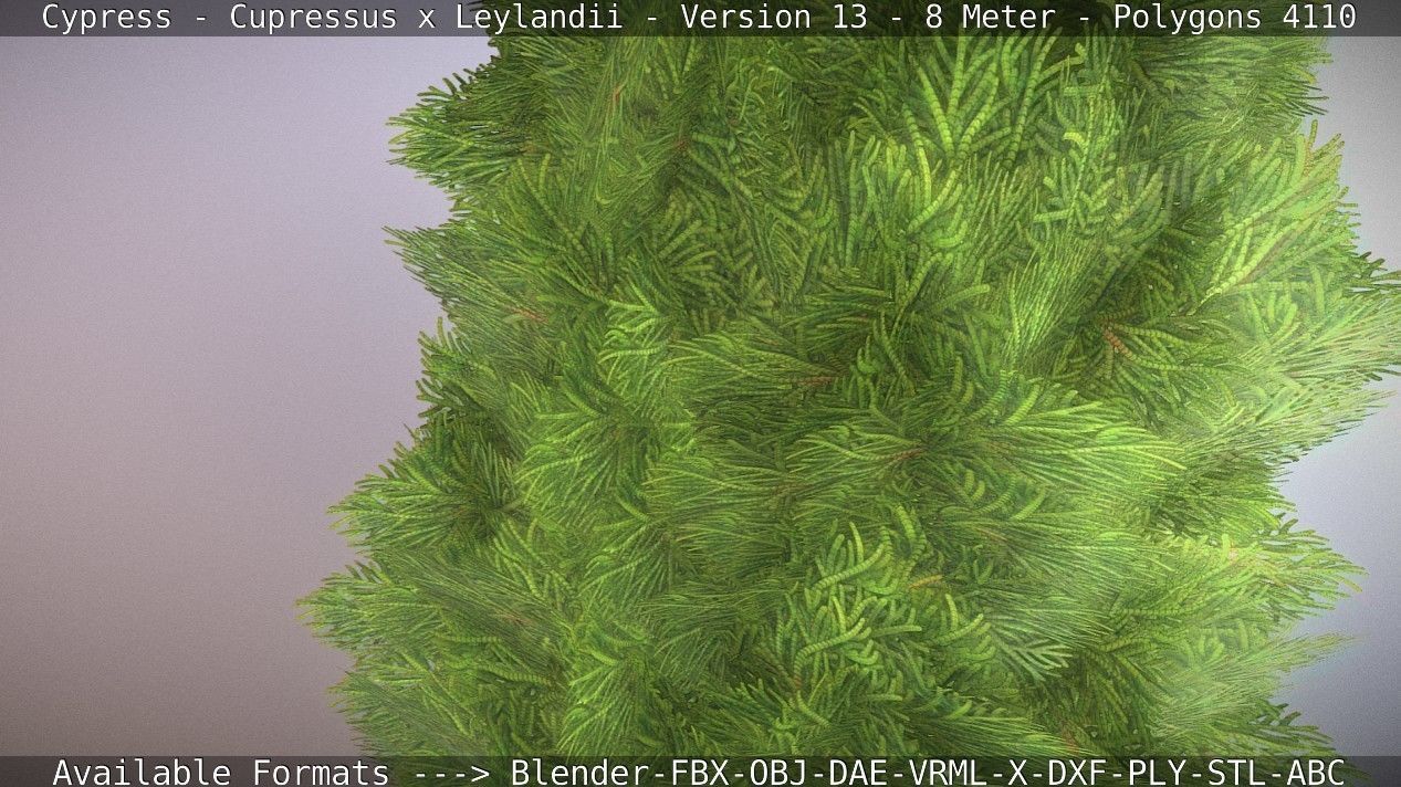 Cypress - Cupressus x Leylandii - Version 13 - 8 Meter Low-poly 3D model_3