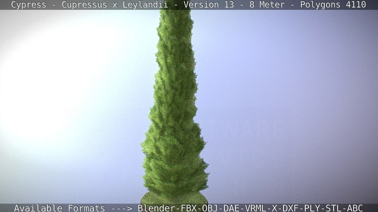 Cypress - Cupressus x Leylandii - Version 13 - 8 Meter Low-poly 3D model_8