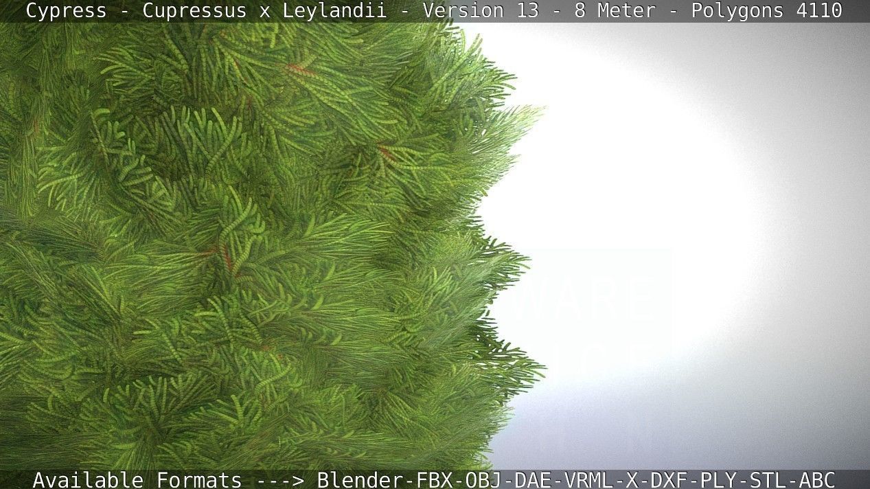 Cypress - Cupressus x Leylandii - Version 13 - 8 Meter Low-poly 3D model_16