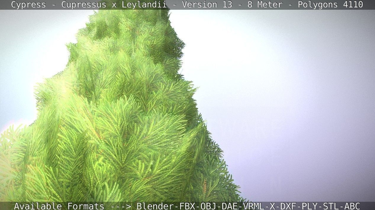 Cypress - Cupressus x Leylandii - Version 13 - 8 Meter Low-poly 3D model_31