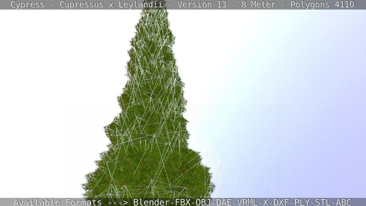 Cypress - Cupressus x Leylandii - Version 13 - 8 Meter Low-poly 3D model_2