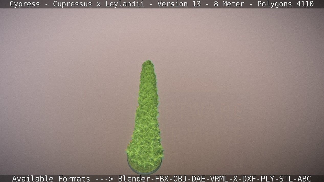 Cypress - Cupressus x Leylandii - Version 13 - 8 Meter Low-poly 3D model_43