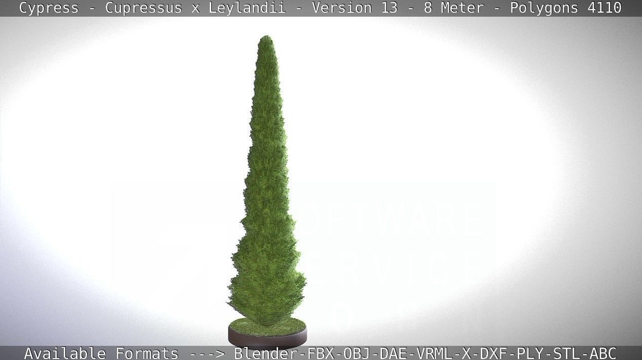 Cypress - Cupressus x Leylandii - Version 13 - 8 Meter Low-poly 3D model_20