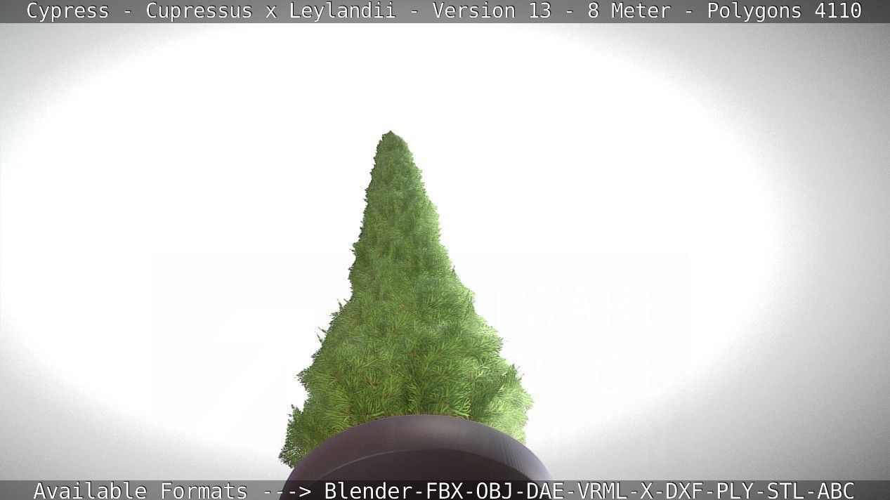 Cypress - Cupressus x Leylandii - Version 13 - 8 Meter Low-poly 3D model_15