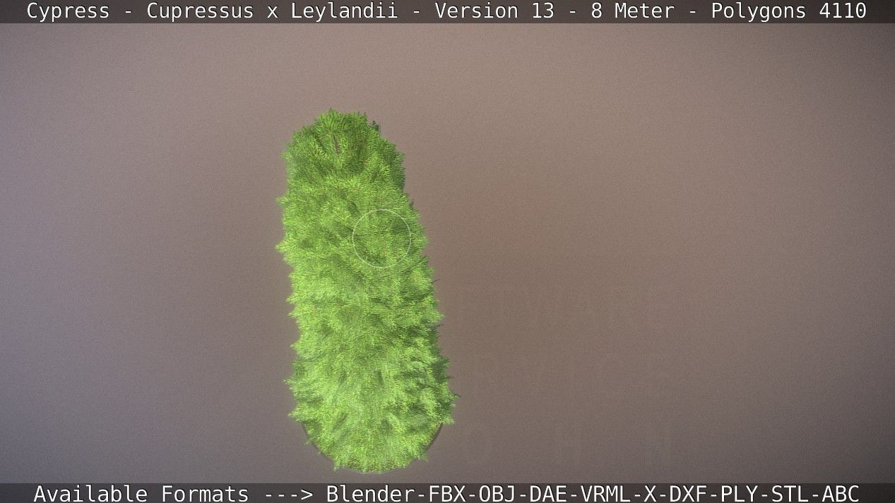 Cypress - Cupressus x Leylandii - Version 13 - 8 Meter Low-poly 3D model_52