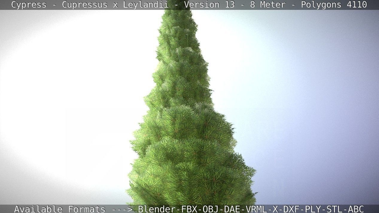 Cypress - Cupressus x Leylandii - Version 13 - 8 Meter Low-poly 3D model_1