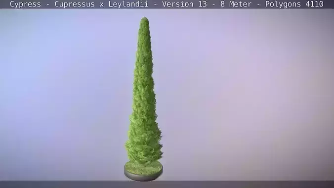 Cypress - Cupressus x Leylandii - Version 13 - 8 Meter