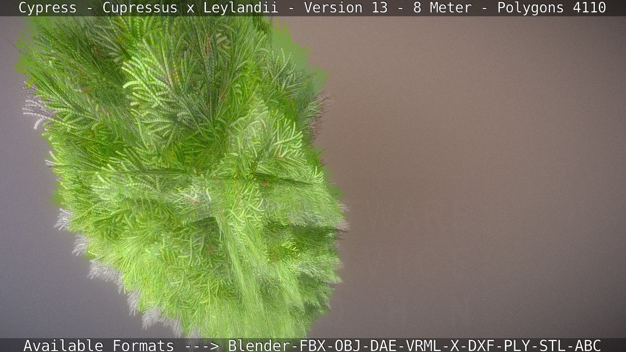 Cypress - Cupressus x Leylandii - Version 13 - 8 Meter Low-poly 3D model_19