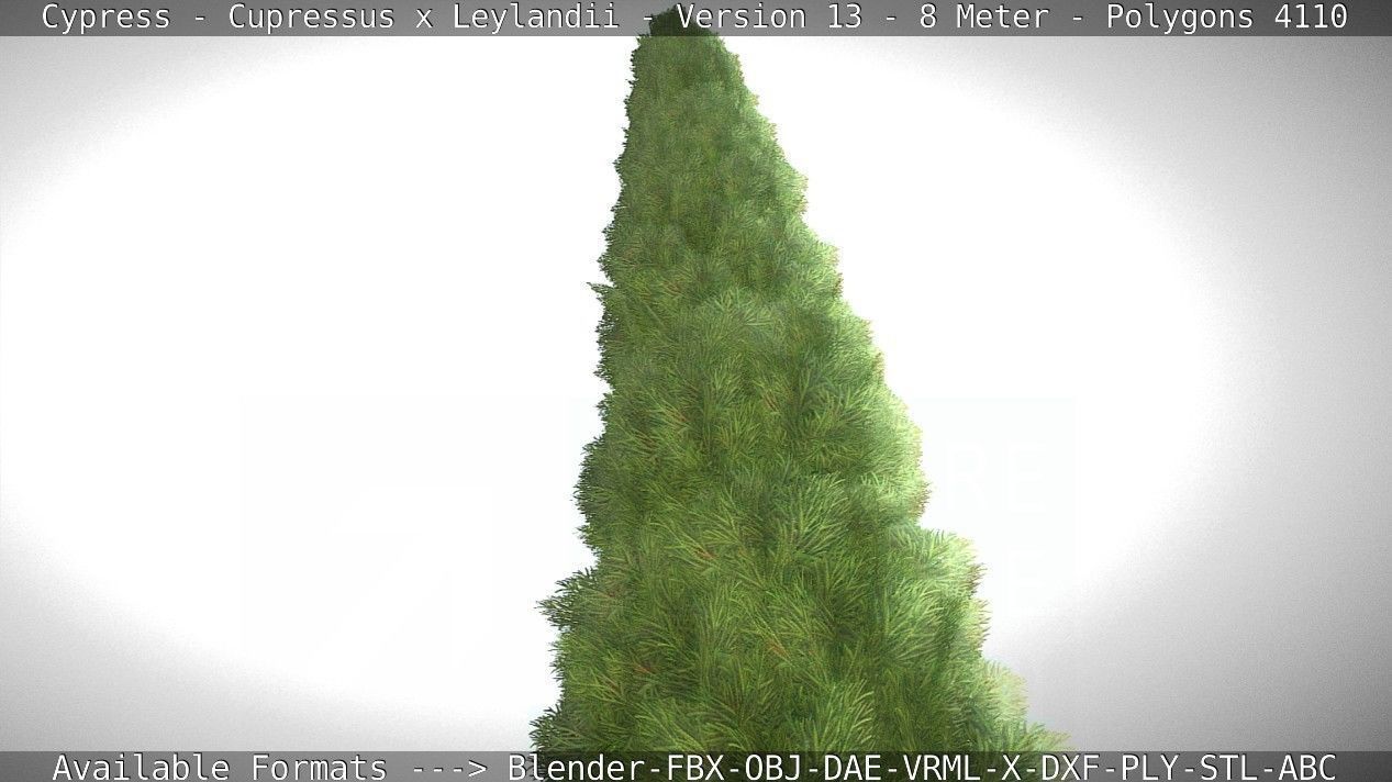 Cypress - Cupressus x Leylandii - Version 13 - 8 Meter Low-poly 3D model_58