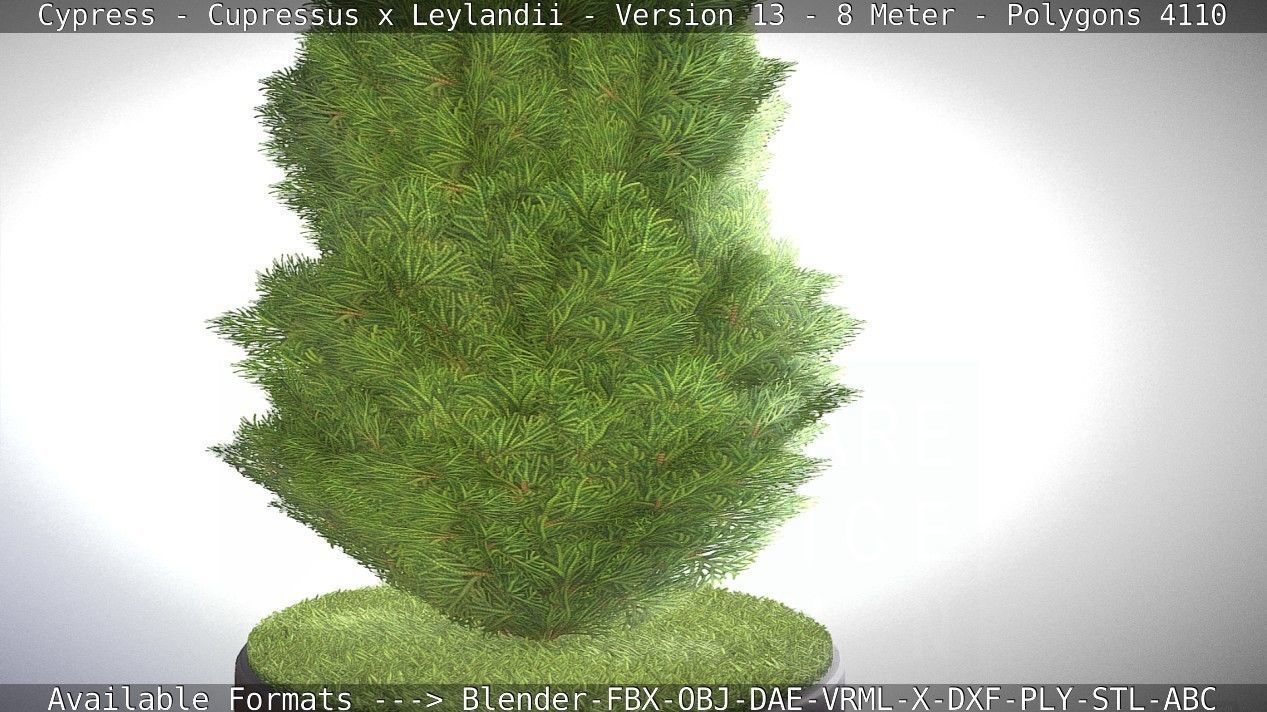 Cypress - Cupressus x Leylandii - Version 13 - 8 Meter Low-poly 3D model_38