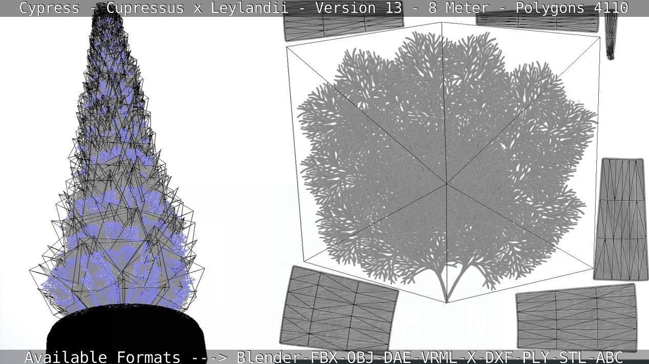 Cypress - Cupressus x Leylandii - Version 13 - 8 Meter Low-poly 3D model_10