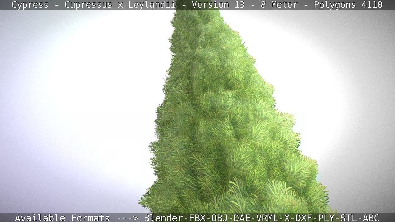 Cypress - Cupressus x Leylandii - Version 13 - 8 Meter Low-poly 3D model_60