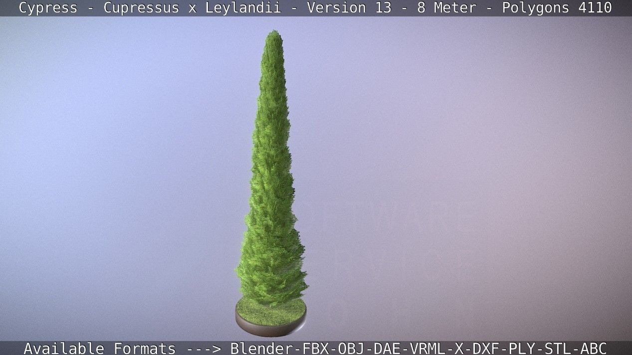 Cypress - Cupressus x Leylandii - Version 13 - 8 Meter Low-poly 3D model_24