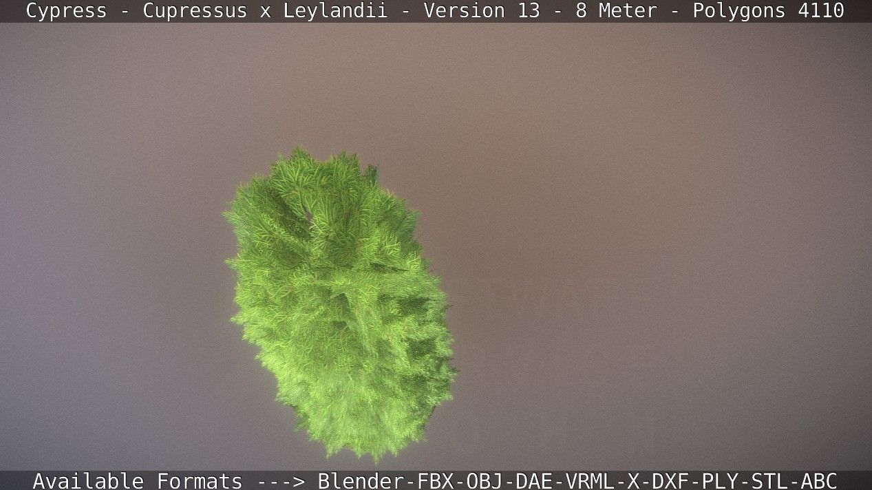 Cypress - Cupressus x Leylandii - Version 13 - 8 Meter Low-poly 3D model_51