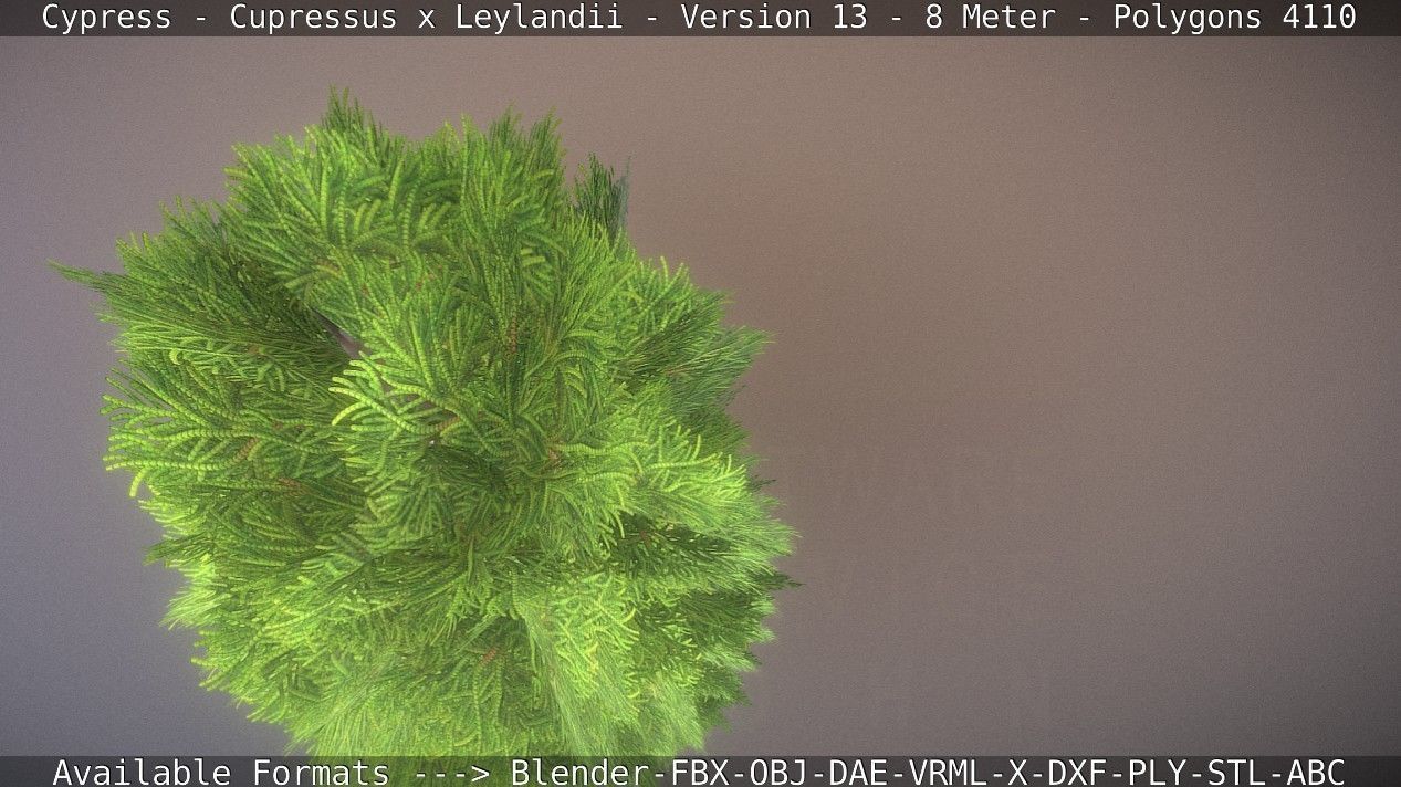Cypress - Cupressus x Leylandii - Version 13 - 8 Meter Low-poly 3D model_57