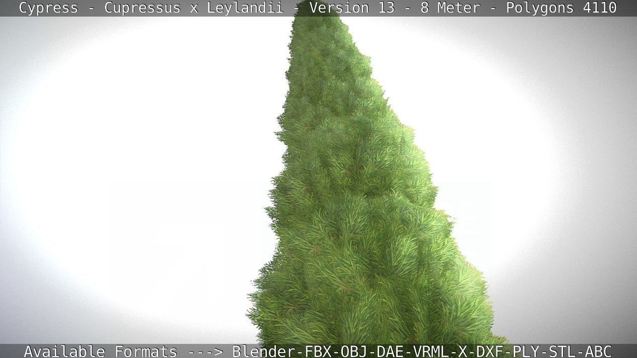 Cypress - Cupressus x Leylandii - Version 13 - 8 Meter Low-poly 3D model_55