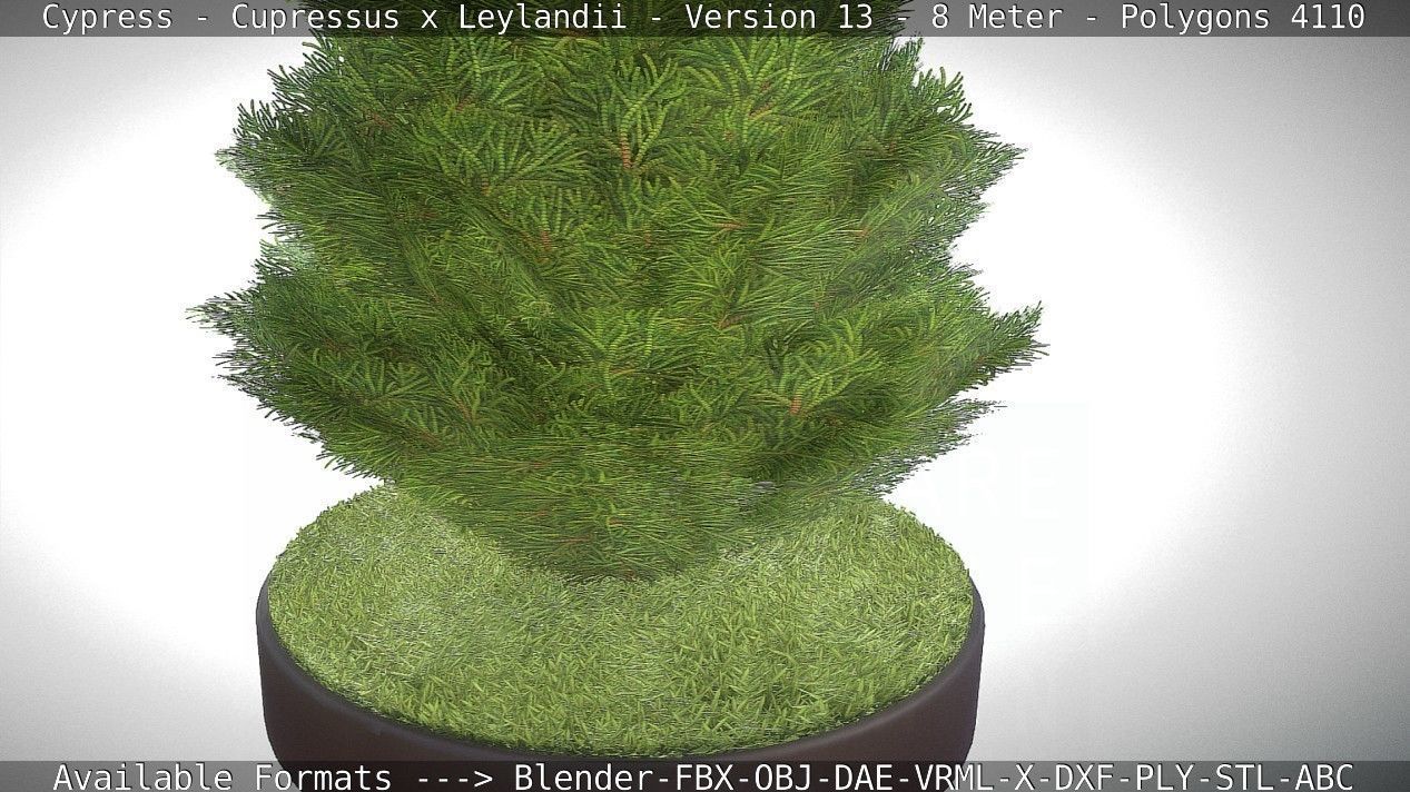 Cypress - Cupressus x Leylandii - Version 13 - 8 Meter Low-poly 3D model_27