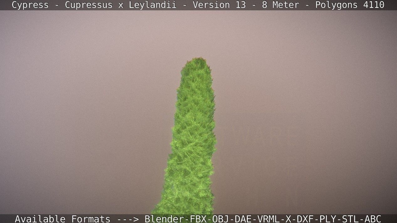 Cypress - Cupressus x Leylandii - Version 13 - 8 Meter Low-poly 3D model_40