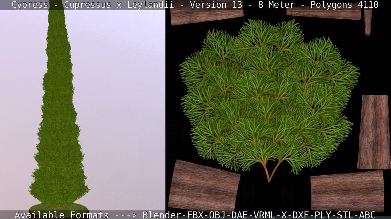 Cypress - Cupressus x Leylandii - Version 13 - 8 Meter Low-poly 3D model_4