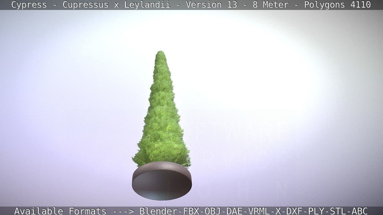 Cypress - Cupressus x Leylandii - Version 13 - 8 Meter Low-poly 3D model_33