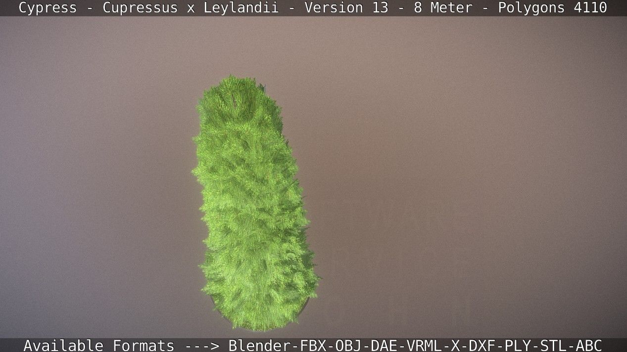 Cypress - Cupressus x Leylandii - Version 13 - 8 Meter Low-poly 3D model_47