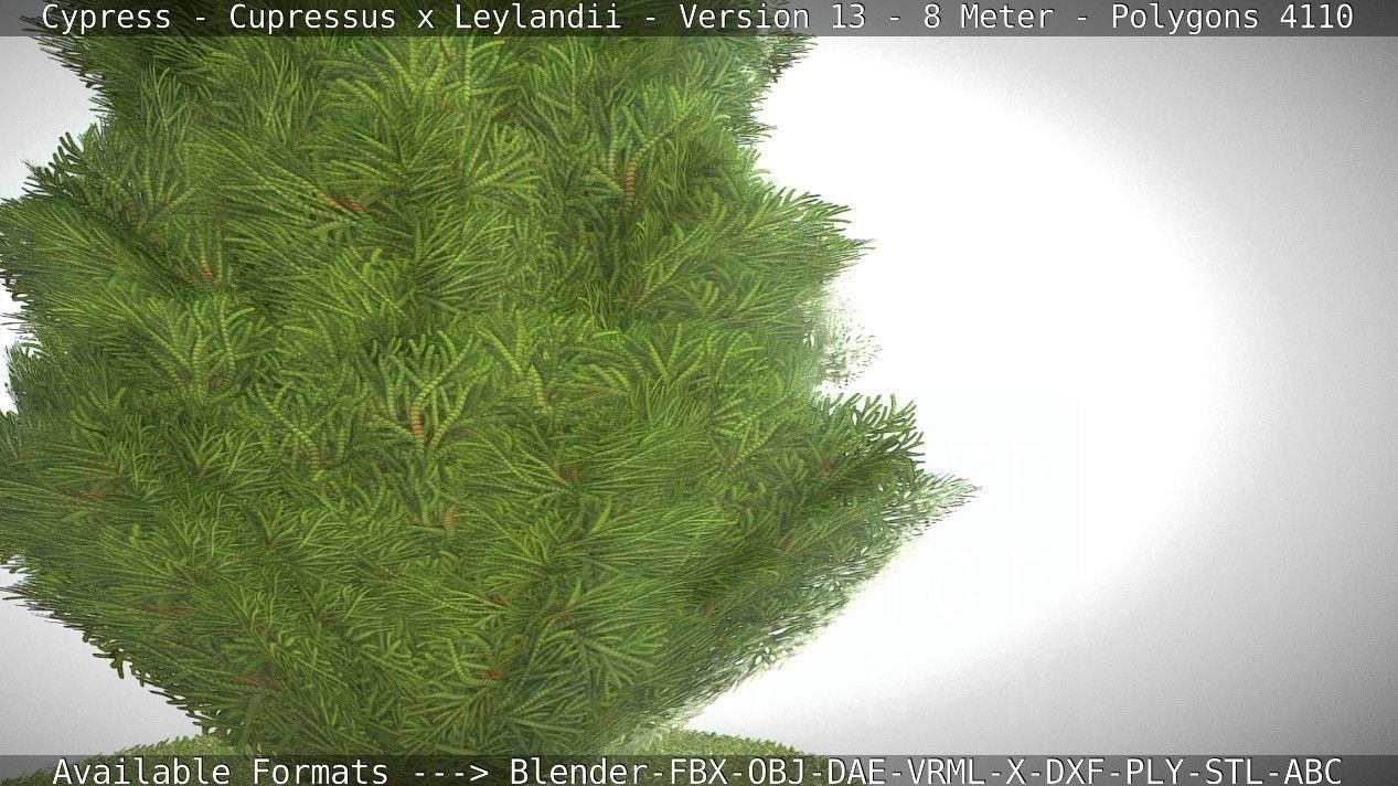Cypress - Cupressus x Leylandii - Version 13 - 8 Meter Low-poly 3D model_35