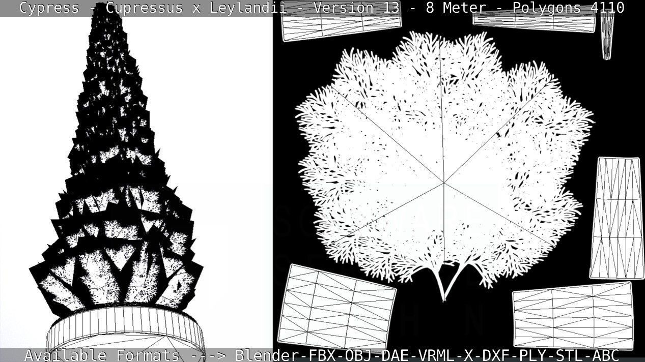 Cypress - Cupressus x Leylandii - Version 13 - 8 Meter Low-poly 3D model_6