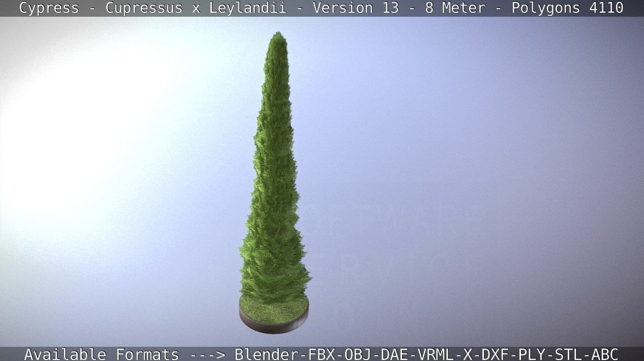 Cypress - Cupressus x Leylandii - Version 13 - 8 Meter Low-poly 3D model_66