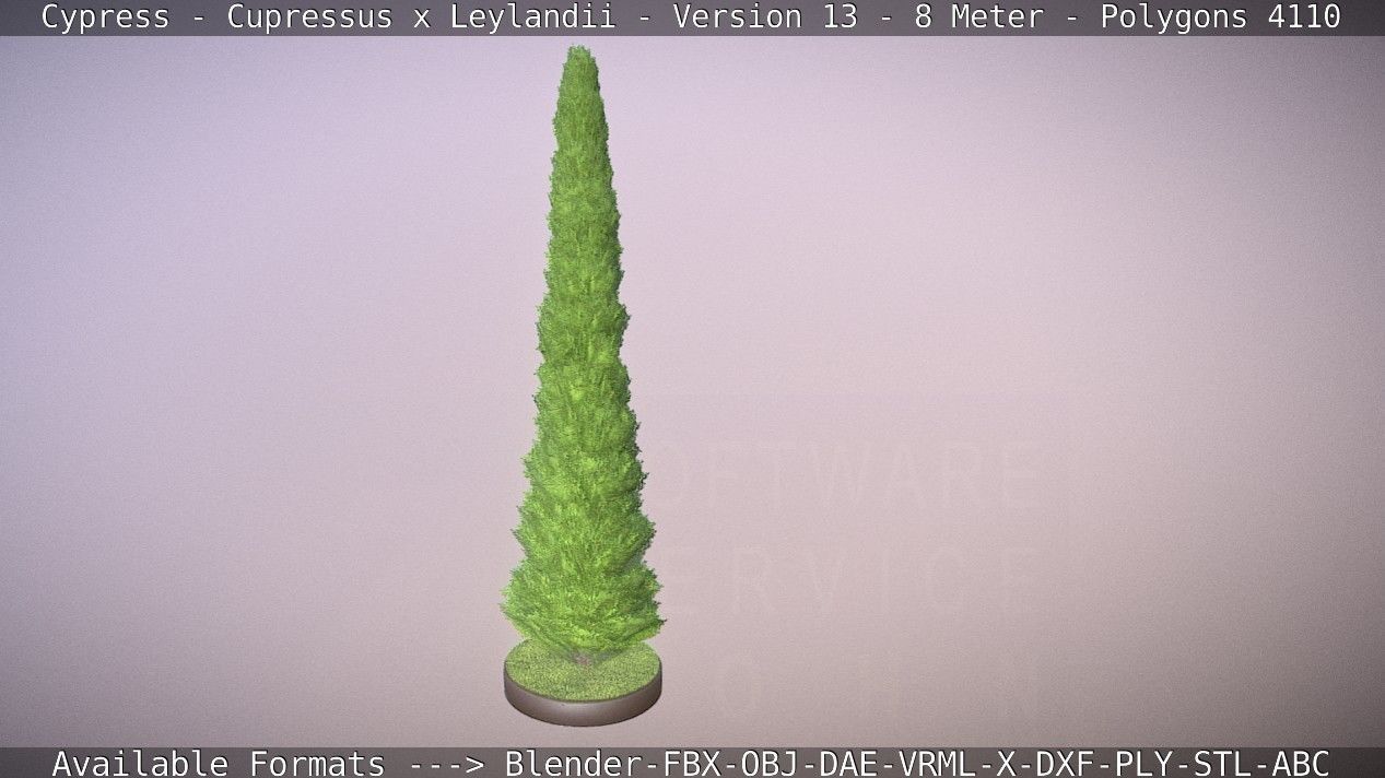 Cypress - Cupressus x Leylandii - Version 13 - 8 Meter Low-poly 3D model_36
