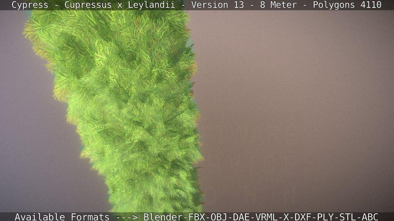 Cypress - Cupressus x Leylandii - Version 13 - 8 Meter Low-poly 3D model_49