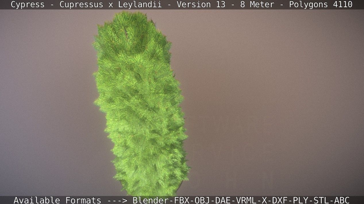 Cypress - Cupressus x Leylandii - Version 13 - 8 Meter Low-poly 3D model_13