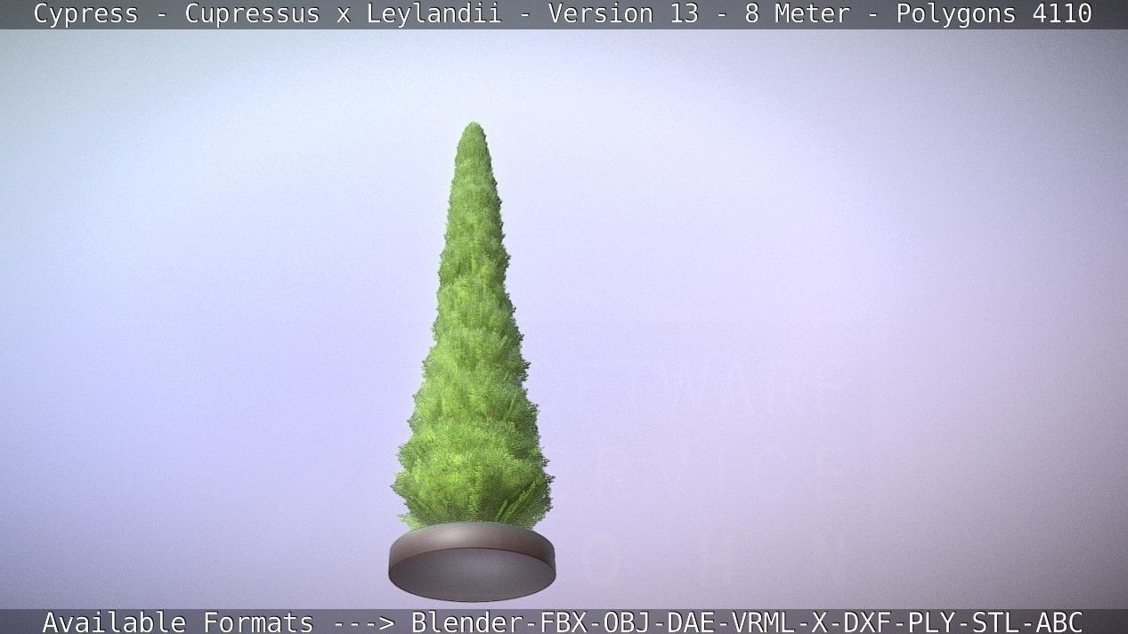 Cypress - Cupressus x Leylandii - Version 13 - 8 Meter Low-poly 3D model_26