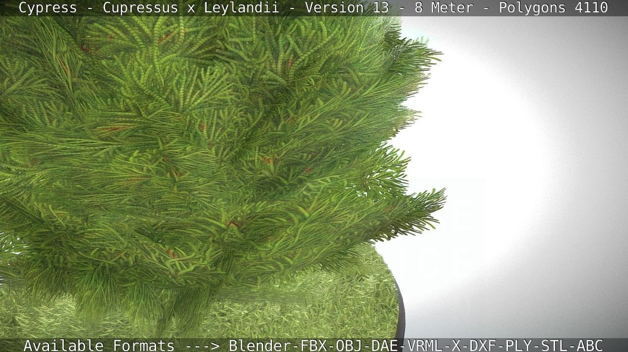 Cypress - Cupressus x Leylandii - Version 13 - 8 Meter Low-poly 3D model_11