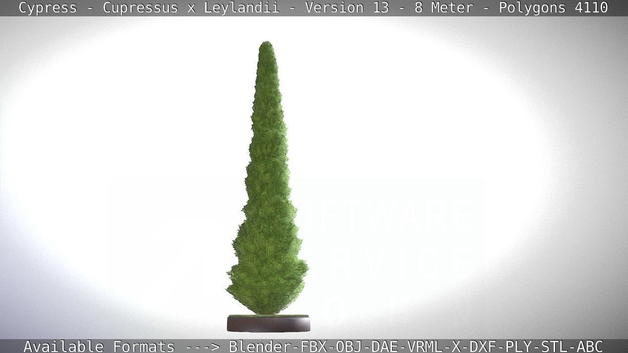 Cypress - Cupressus x Leylandii - Version 13 - 8 Meter Low-poly 3D model_28