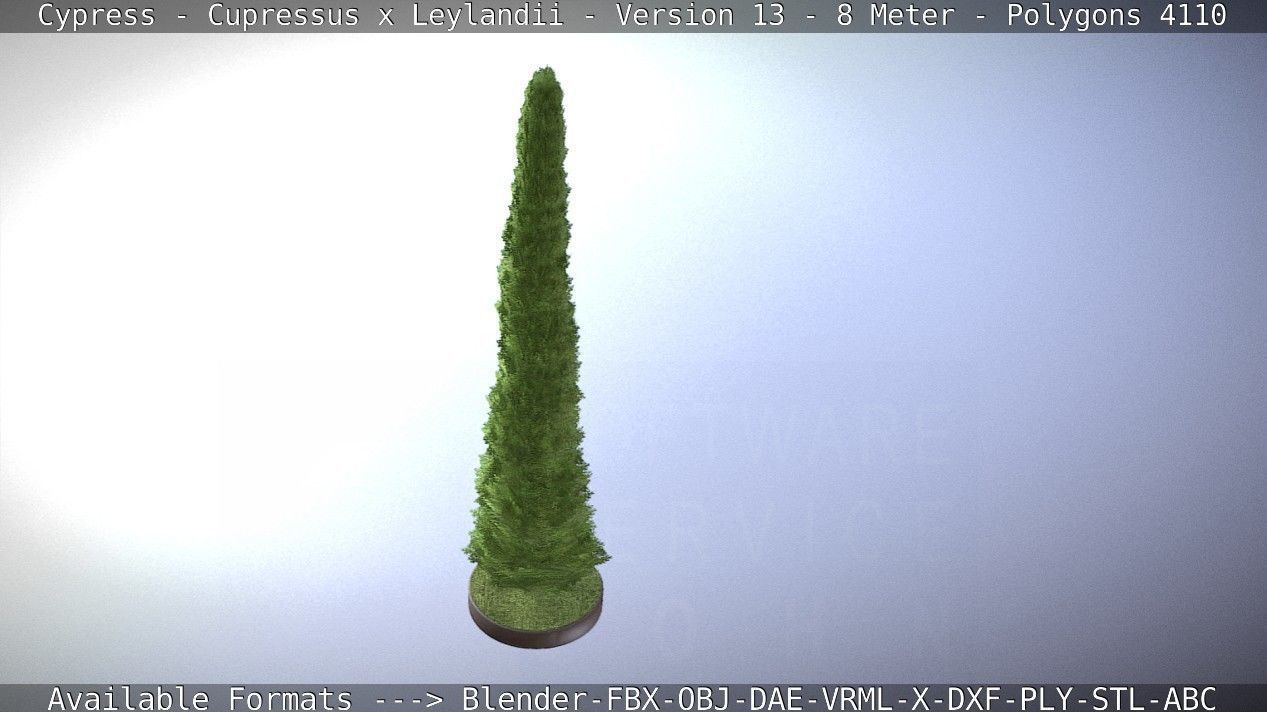 Cypress - Cupressus x Leylandii - Version 13 - 8 Meter Low-poly 3D model_12