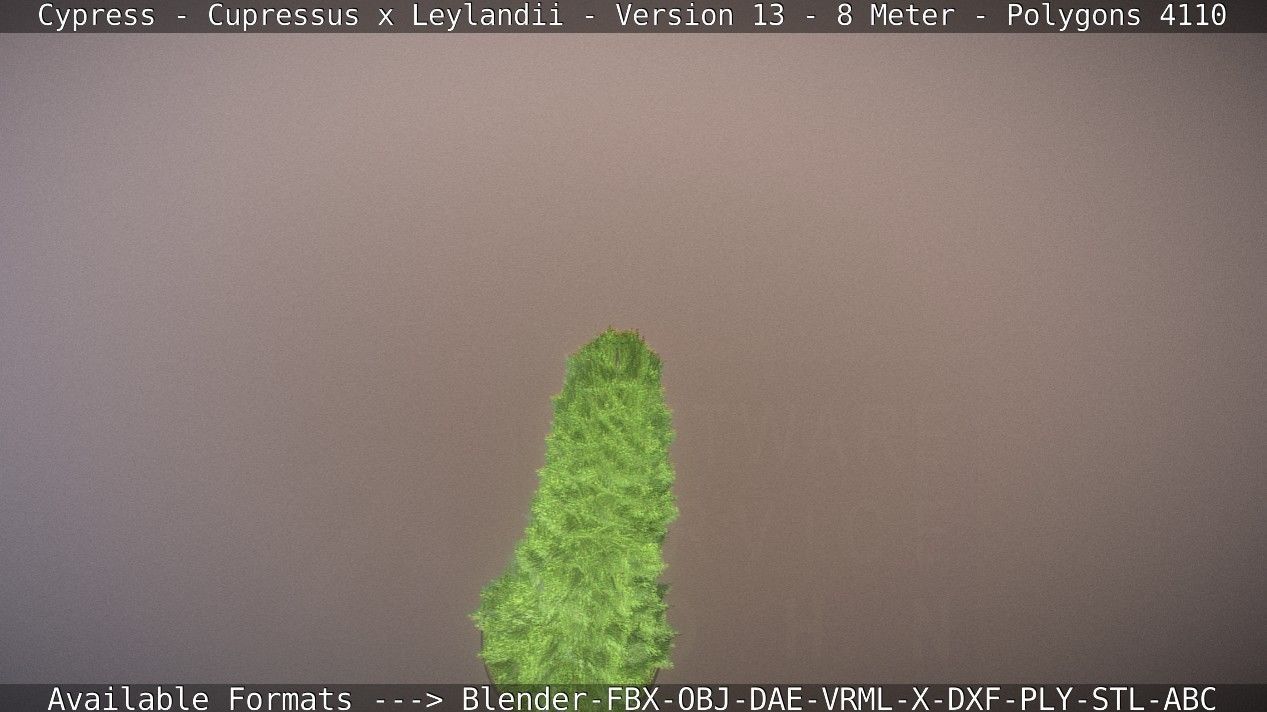 Cypress - Cupressus x Leylandii - Version 13 - 8 Meter Low-poly 3D model_39