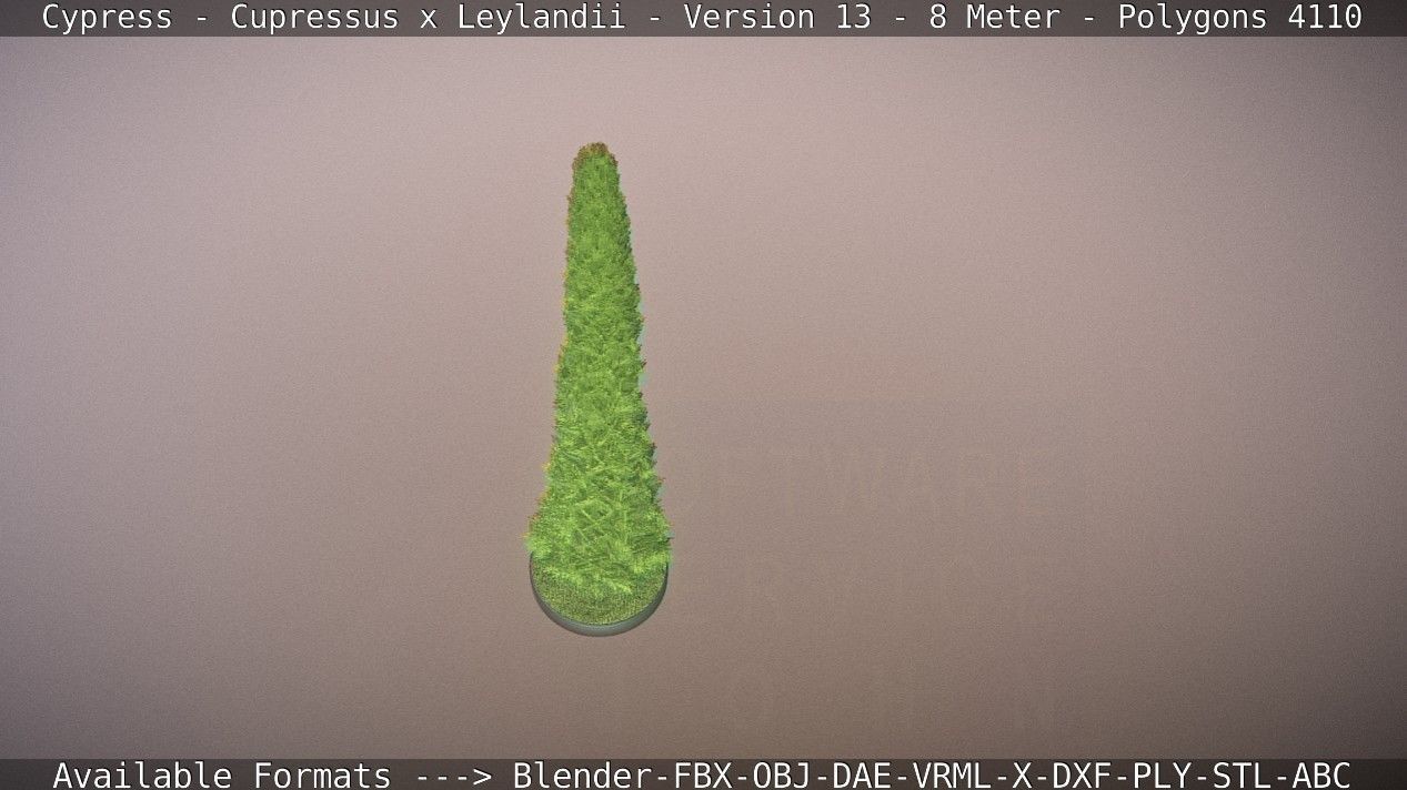 Cypress - Cupressus x Leylandii - Version 13 - 8 Meter Low-poly 3D model_42