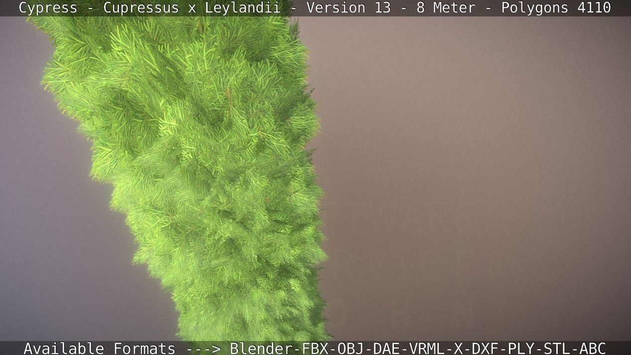 Cypress - Cupressus x Leylandii - Version 13 - 8 Meter Low-poly 3D model_56