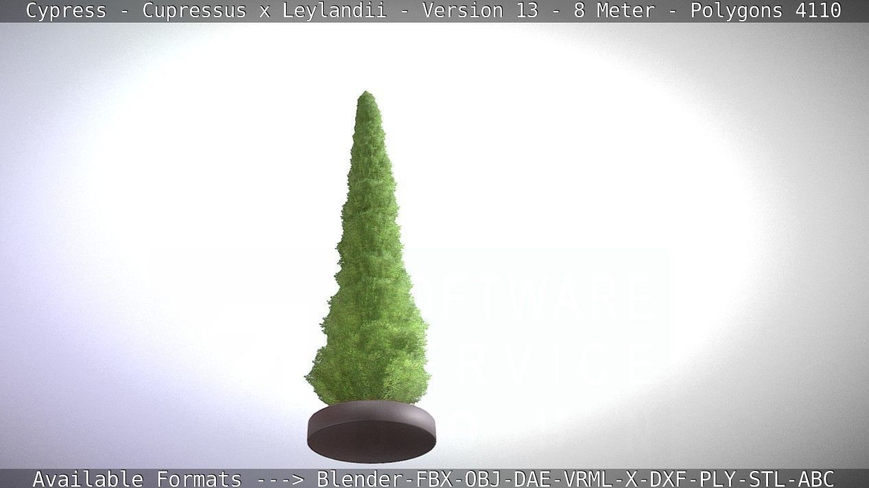 Cypress - Cupressus x Leylandii - Version 13 - 8 Meter Low-poly 3D model_25