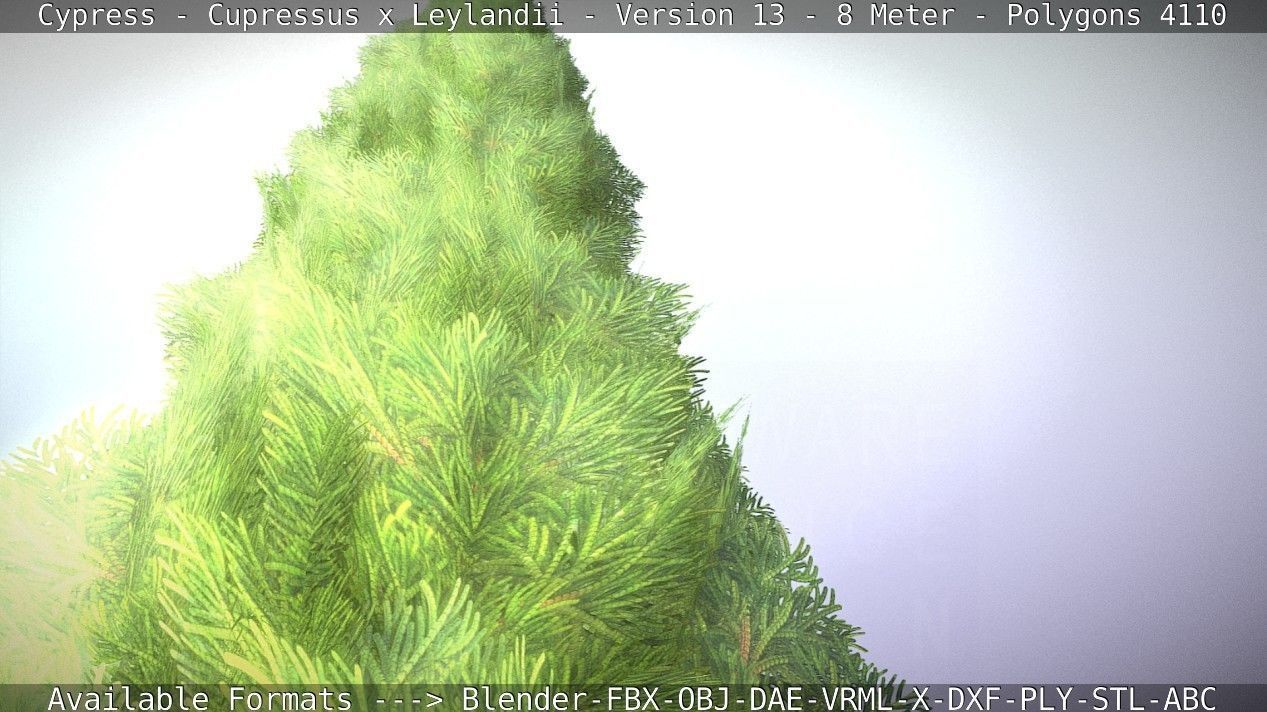 Cypress - Cupressus x Leylandii - Version 13 - 8 Meter Low-poly 3D model_64