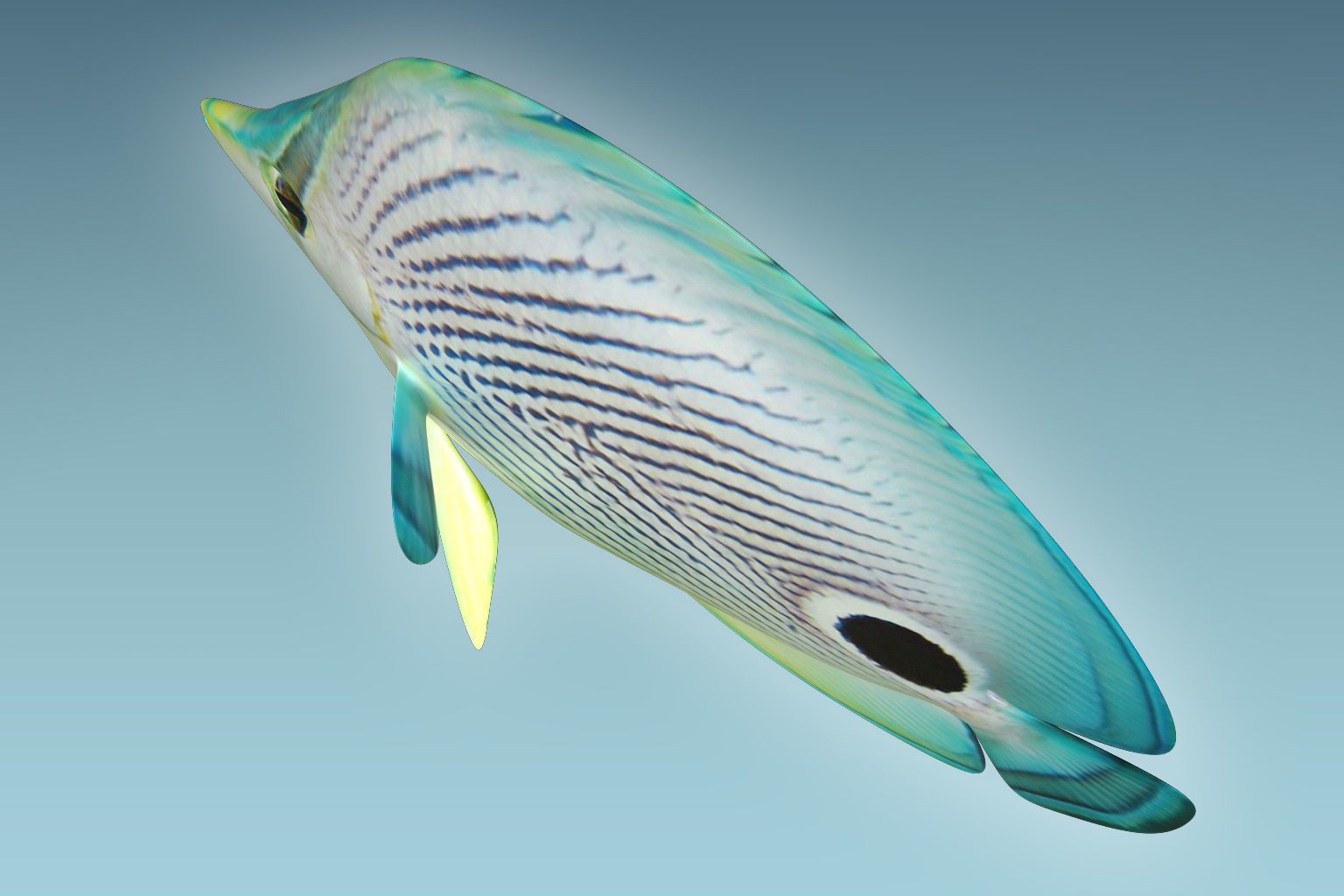Foureye Butterfly Fish 3D model_5