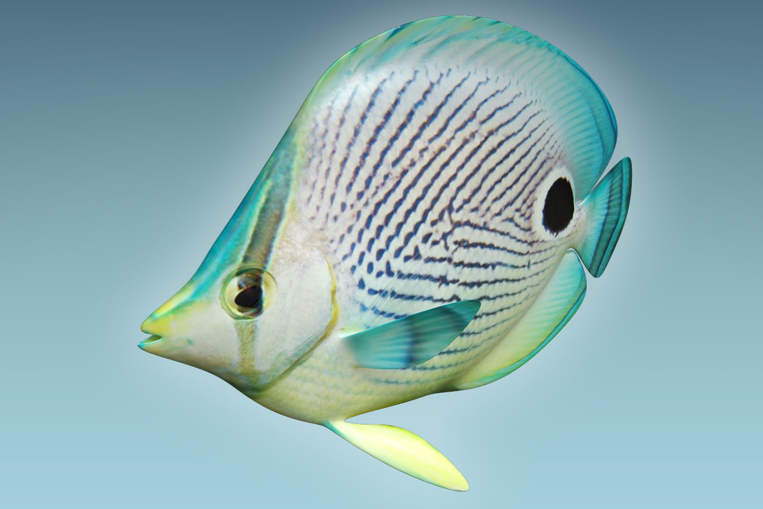 Foureye Butterfly Fish 3D model_2