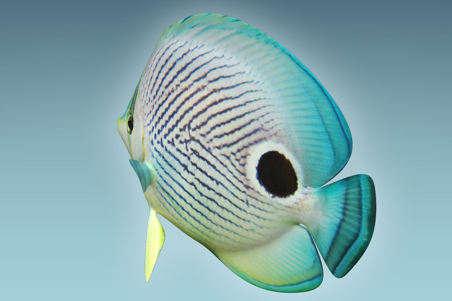 Foureye Butterfly Fish 3D model_3