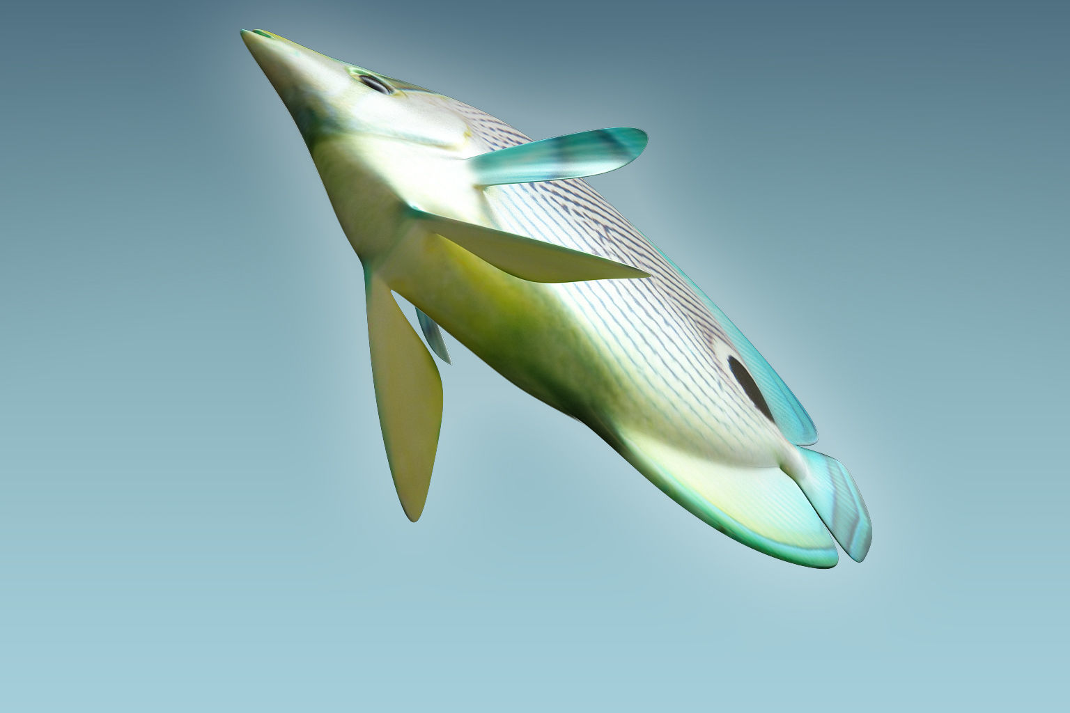 Foureye Butterfly Fish 3D model_6
