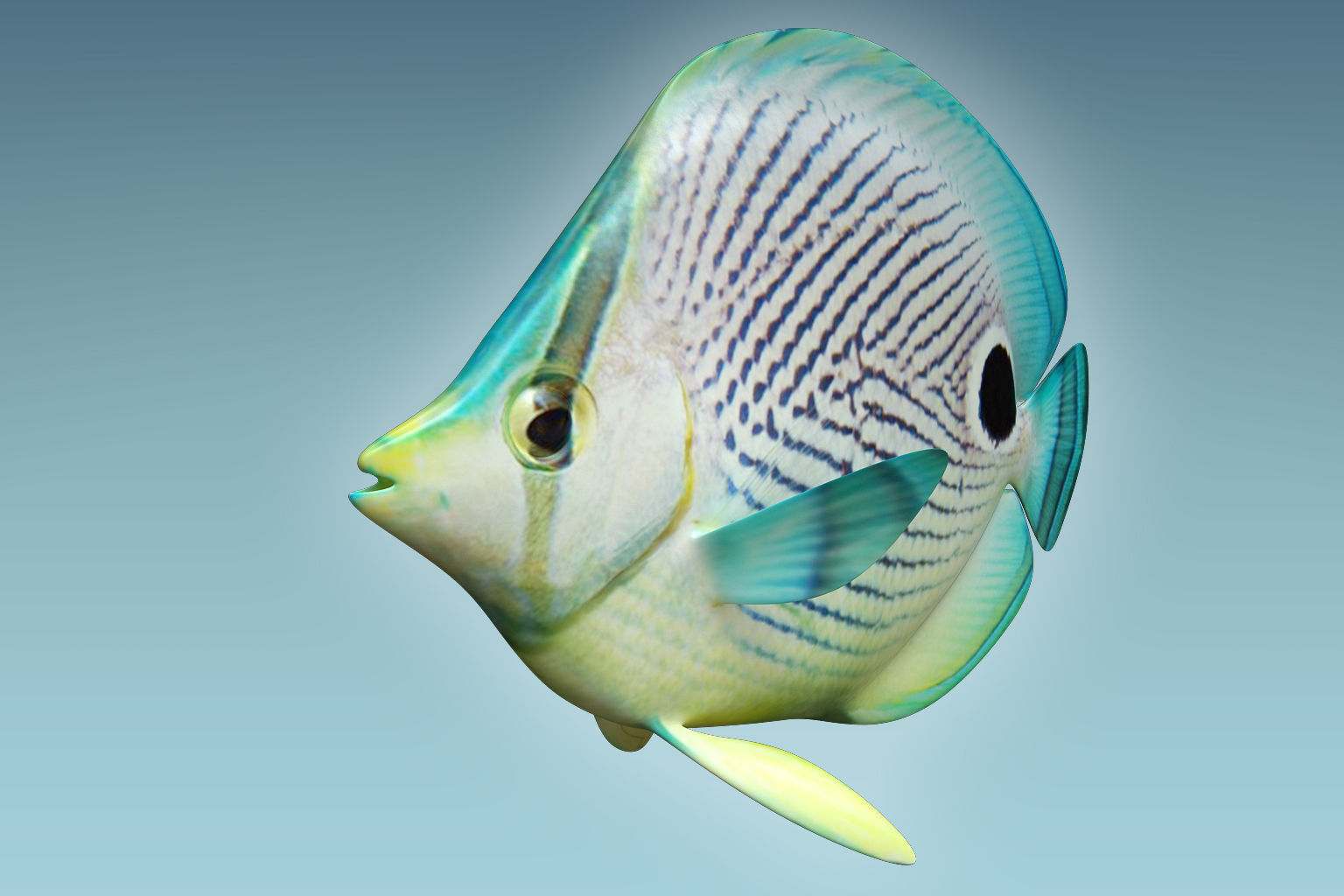 Foureye Butterfly Fish 3D model_4