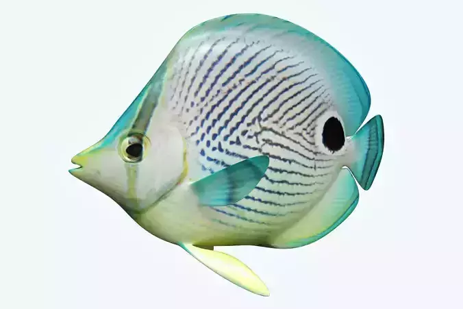 Foureye Butterfly Fish