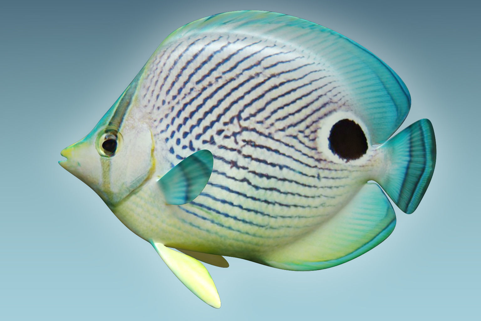 Foureye Butterfly Fish 3D model_1